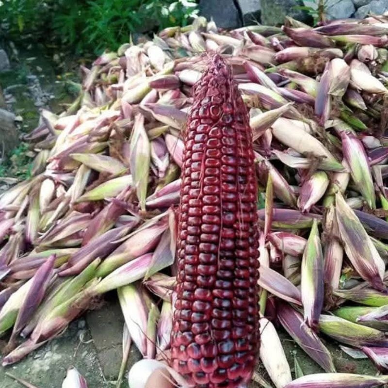 

[Promo] Jagung Ketan Ungu 2 KG