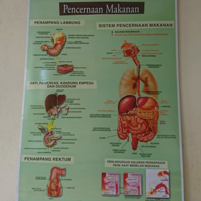 

Poster Alat Peraga Pencernaan Makanan Good Quality