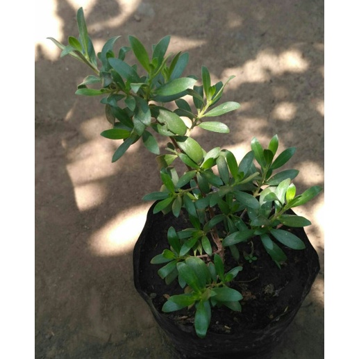 TERBATAS Bibit Tanaman Kayu Stigi / Santigi (buat hiasan & tasbeh)