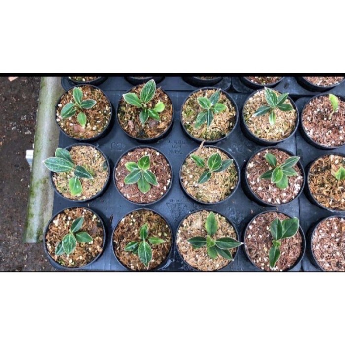 PROMO Promotanaman hias aglonema Minions anakan/bibit