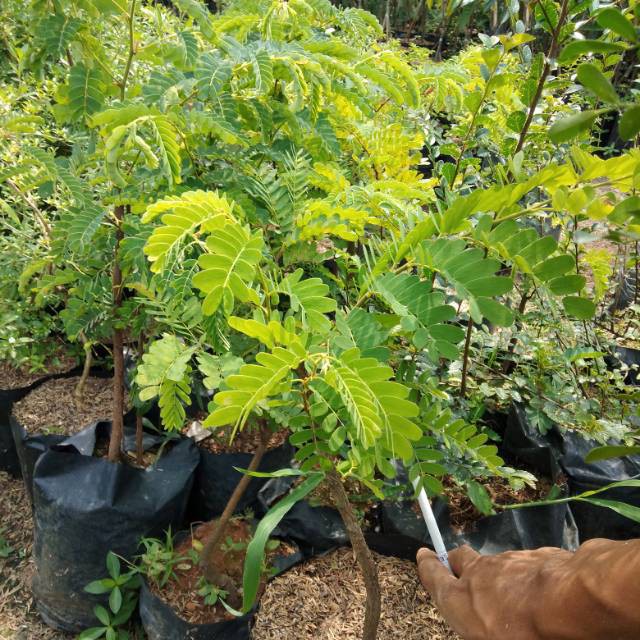 MURAH Bibit Tanaman Pohon Asam Jawa / Asem - Bumbu Masak