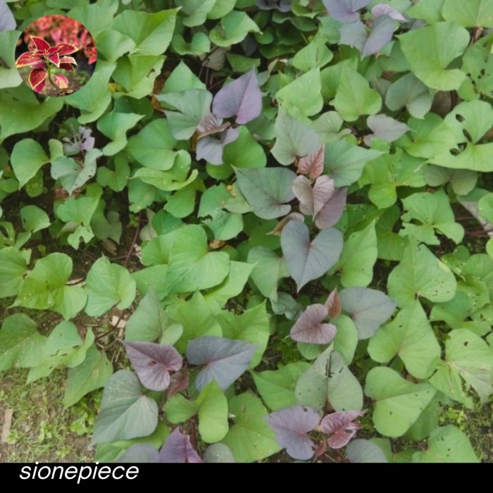 BERGARANSI Bibit Ubi Ungu/Bibit Tanaman Ubi Ungu 100gram