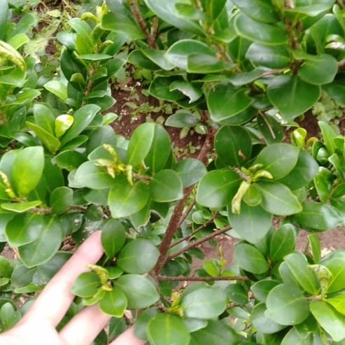 EKSLUSIF Bibit beringin kompakta tanaman bonsai 30-50cm