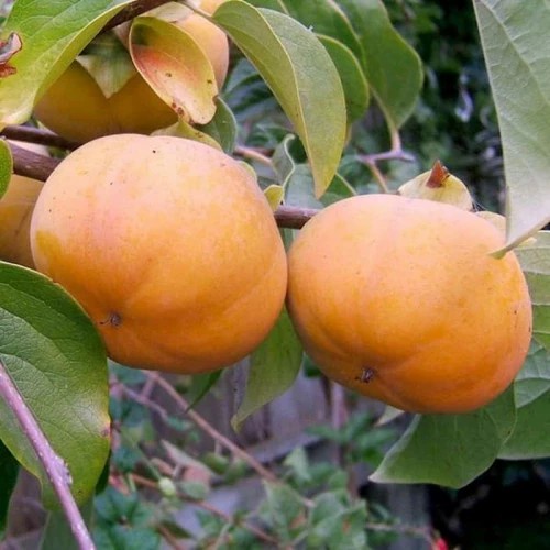 SALE Bibit Tanaman Buah Kesemek Jepang Okulasi