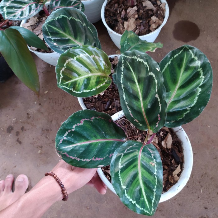 Tanaman hias calathea Angela - Marion Angela - calathea