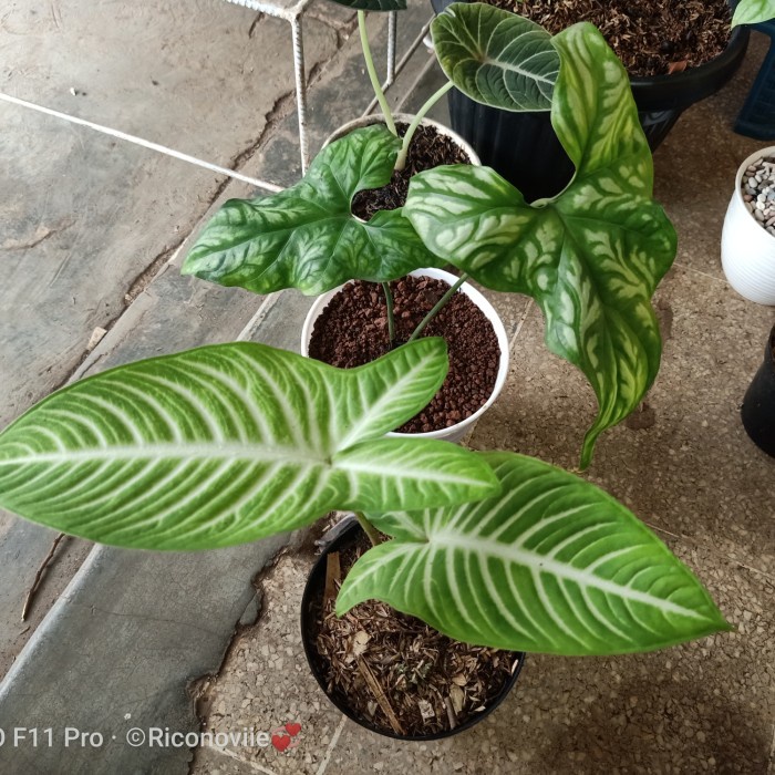paket 2 tanaman hias caladium Lindenii antasoma dan tatto