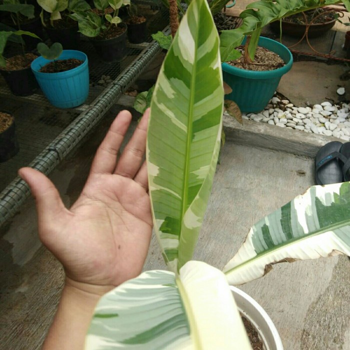 Tanaman Hias Pisang Musa Ae Musae Variegata Mewah Real Pic