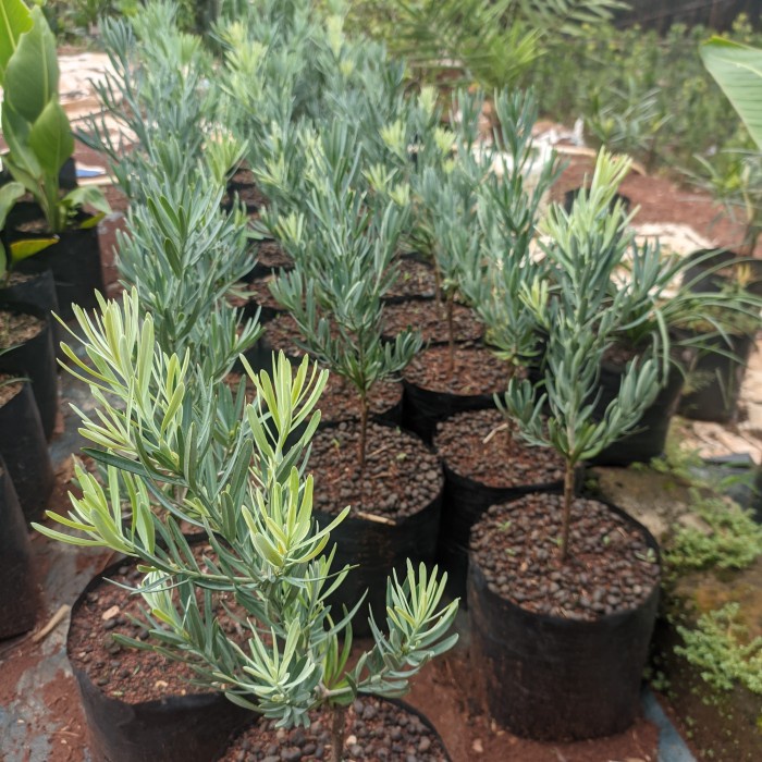 Tanaman Hias Lohansung Silver Blue Ice - Lohansung Blue Ice Asli