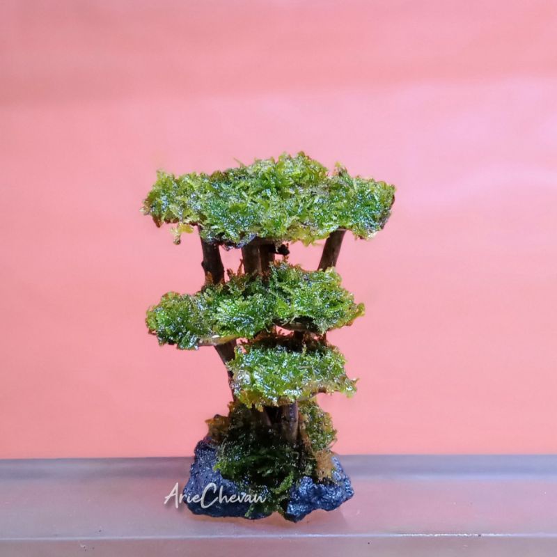 Diskont Hiasan Aquarium Pohon Bonsai Mini Aquascape Model Akar Bonus Moss