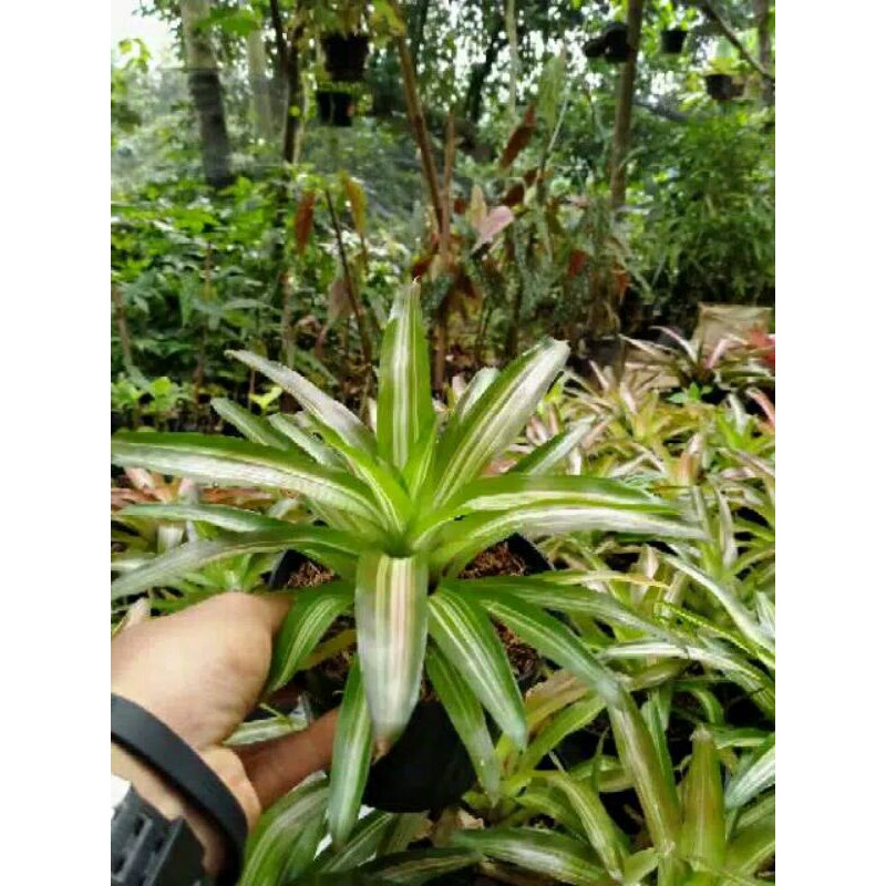 bromelia thricollor-tanaman hias tricolor -bromelia tricolor