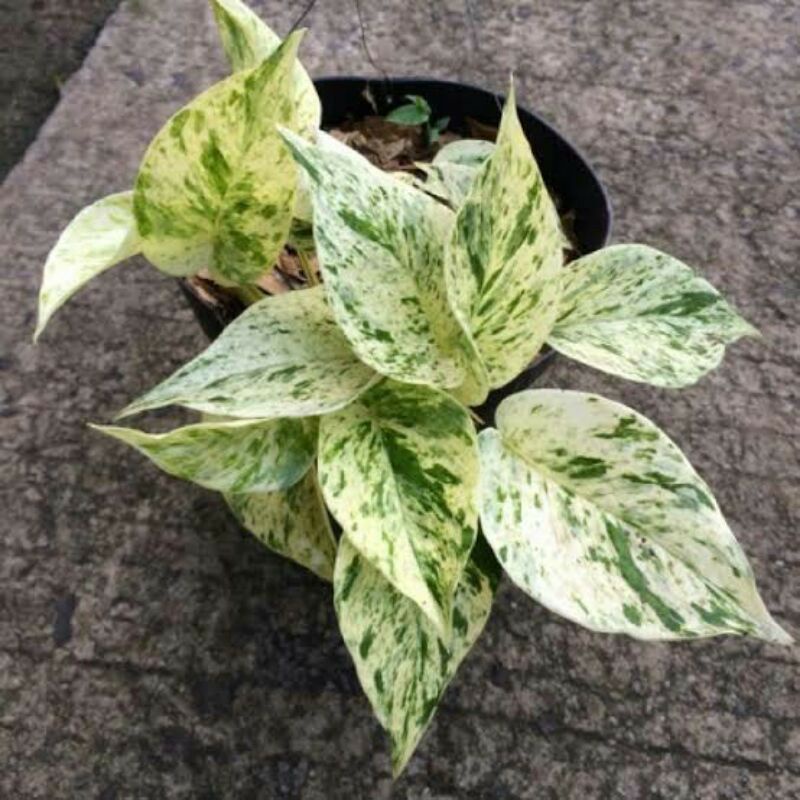 tanaman hias srigading variegata tanaman srigading putih