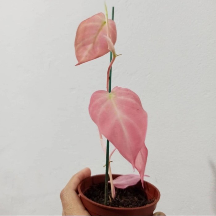 ADT- NEW PRODUK Tanaman hias philodendron mican pink - philodendron unik