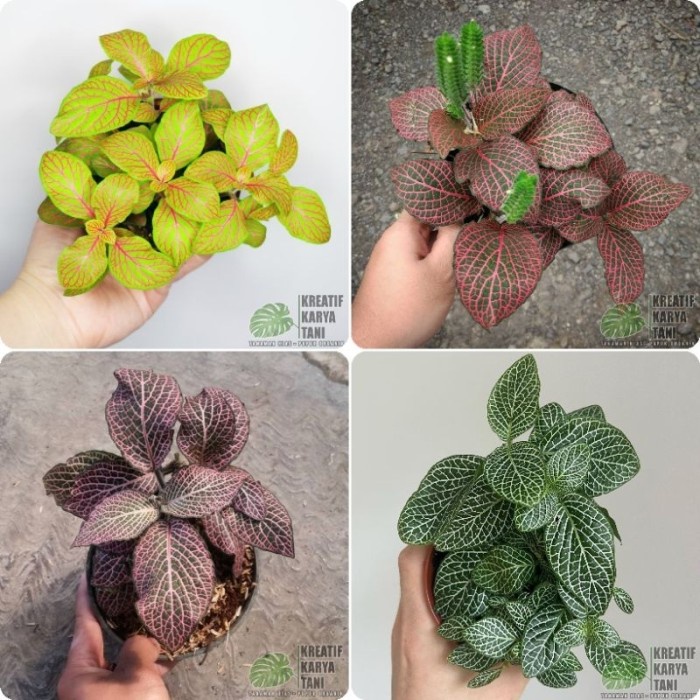 ADT- Tanaman hias fittonia - Macam macam jenis tanaman hias fitonia