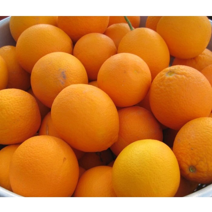 

HJK Jeruk Sunkist Valencia Import I Valencia Oranges