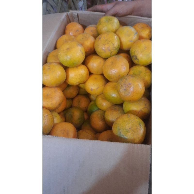 

Jeruk Medan brastagi manis 1kg