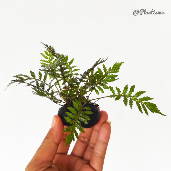 Bolbitis Heteroclita Difformis Aquatic Plants Aquascape Paludarium