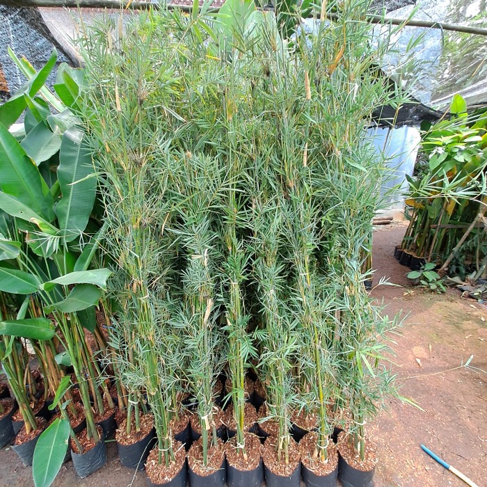 

HJK TANAMAN HIAS PAGAR BAMBU KELISIK/BAMBU JEPANG