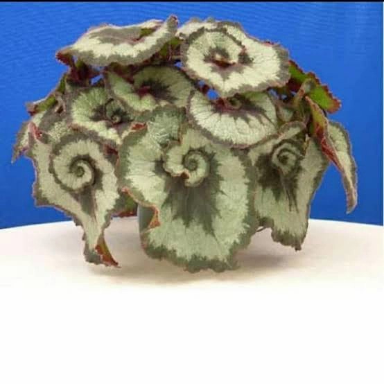 

HJK TANAMAN BEGONIA ESCARGOT/KEONG