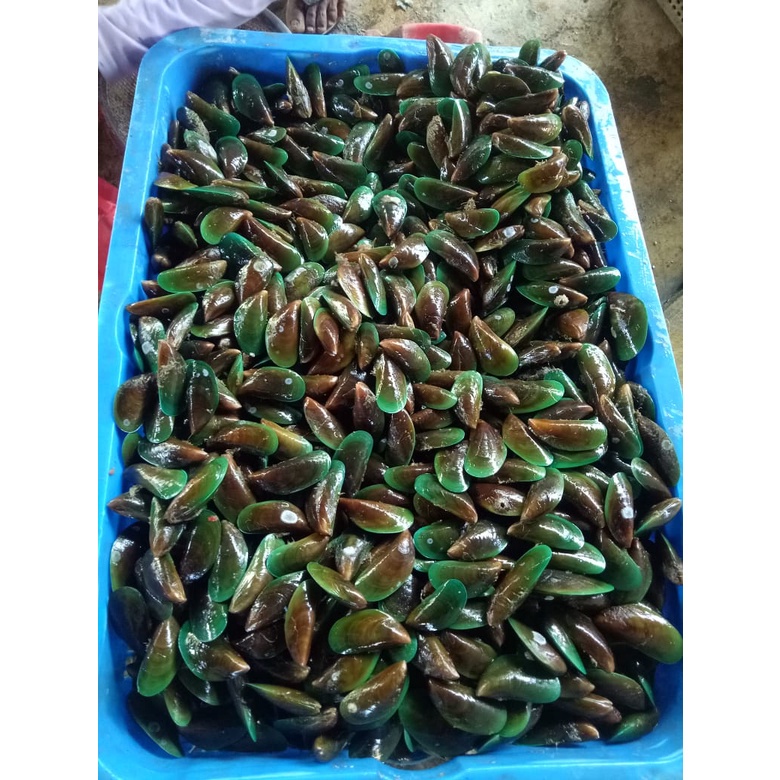 

Kerang Hijau ijo fresh 1kg