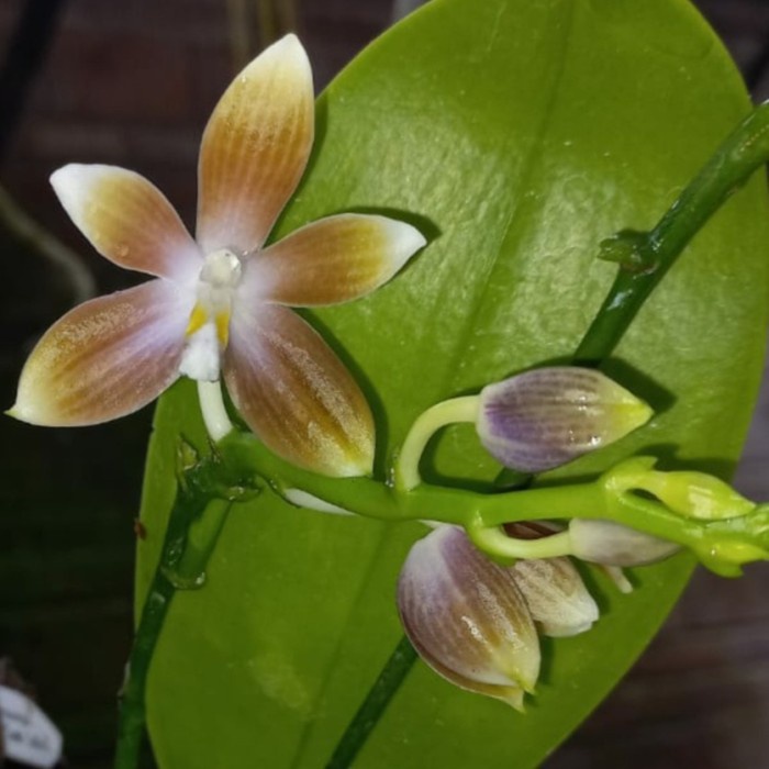 Sale Terbatas Phalaenopsis Speciosa Fma. Brunneola 'Blue Coffee X Dark Coffee' - Bumi Orchids