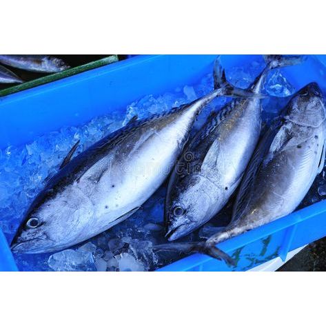 ikan baby tuna segar 1kg