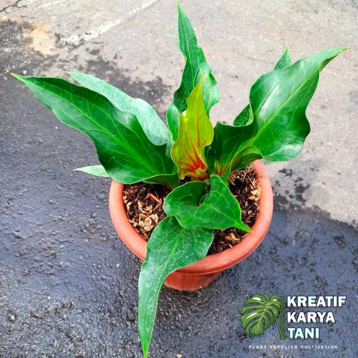 Terbaru Tanaman Hias Anthurium Obor Merah - Anthurium Obor Best Quality