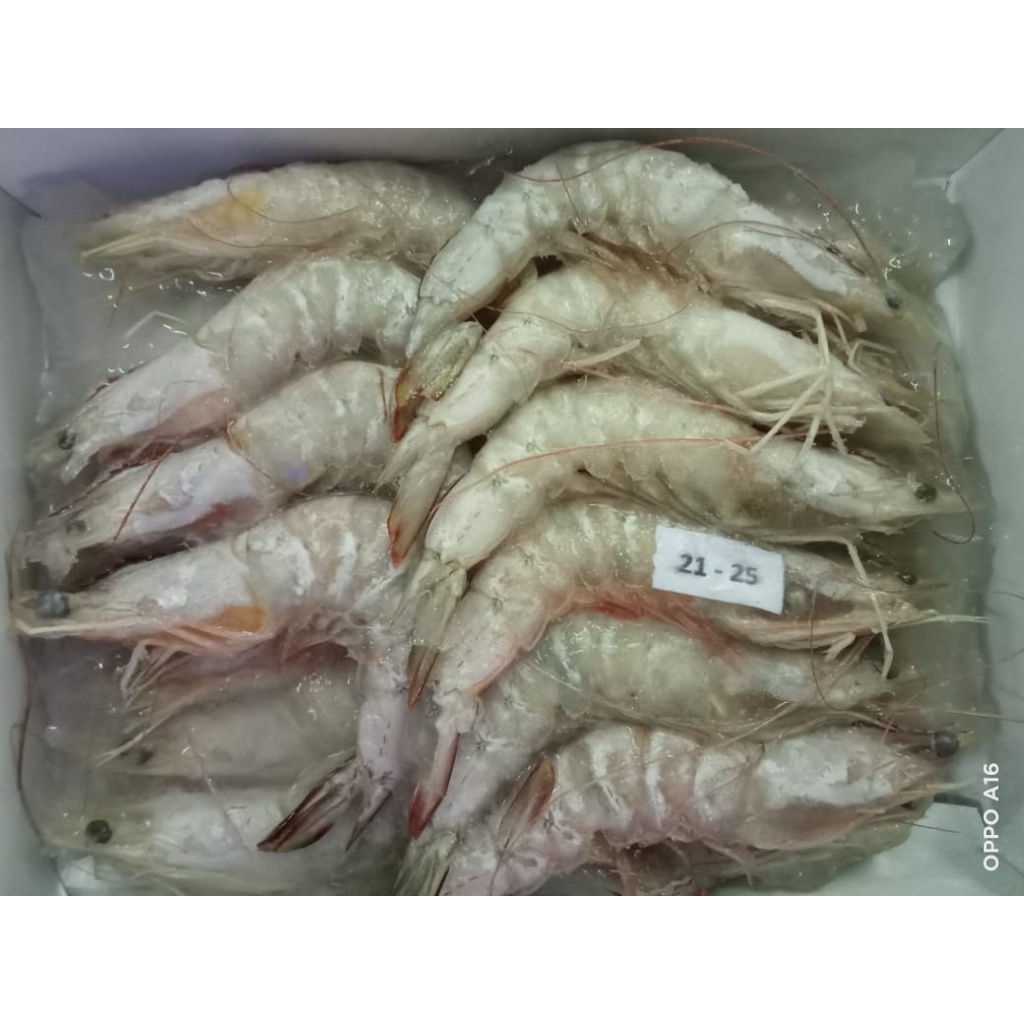 

Udang Jerbung Laut Fresh Segar Frozen / Udang Laut / 1 KG