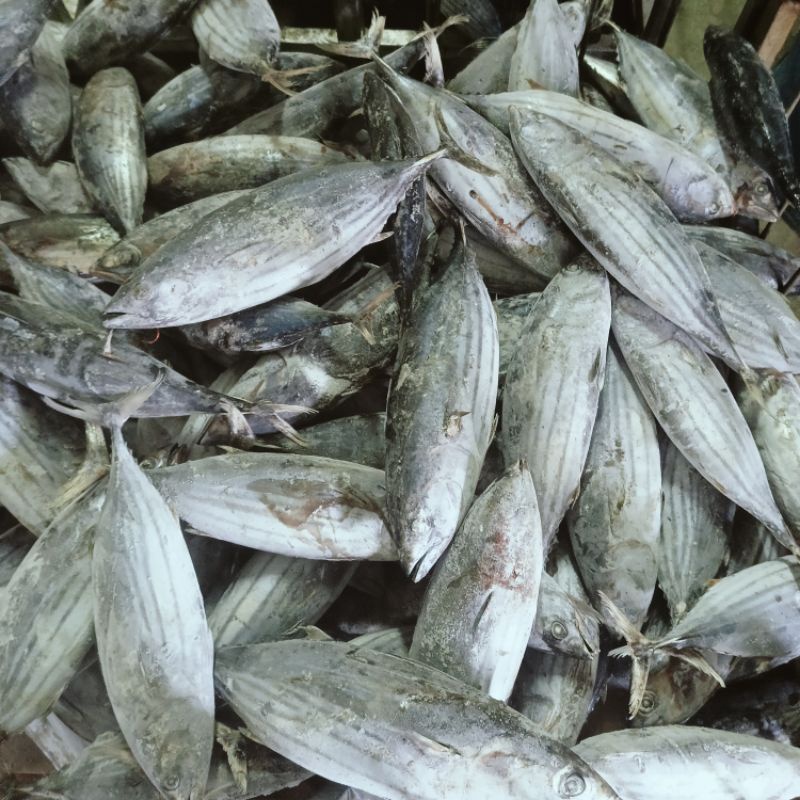 

Ikan Cakalang Beku Kapal / Skipjack Tuna / Seafood 22