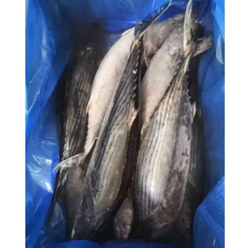 

ikan cakalang 1 kg beku kapal