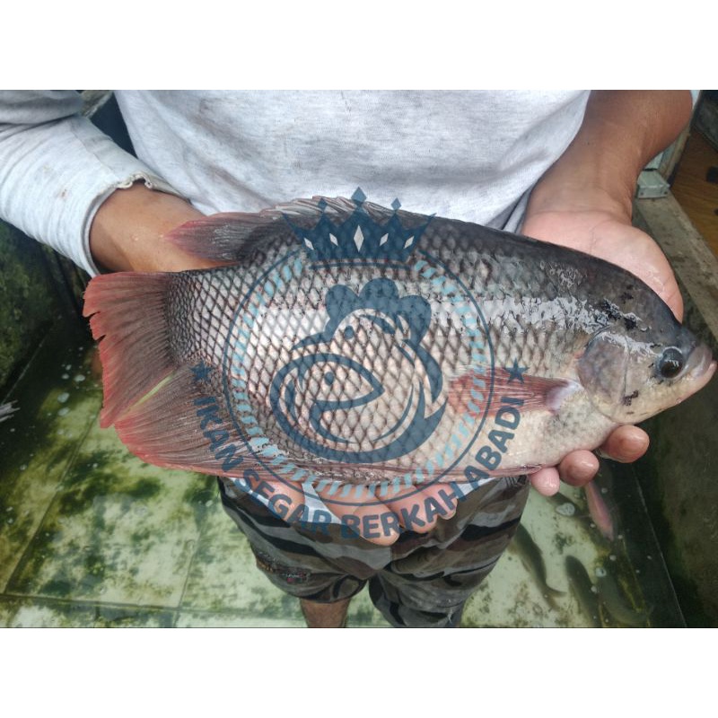 

IKAN GURAME SEGAR (bukan frozen) 500g/1kg FREE DIBERSIHKAN