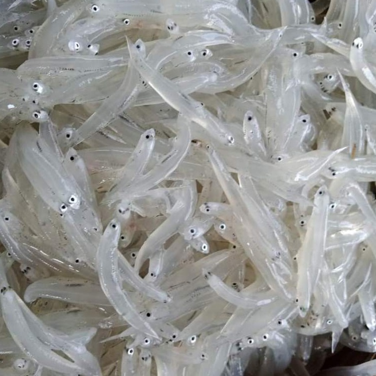 

Ikan Teri Nasi Basah Segar 250gr Premium Fresh Frozen / Mpasi Bayi
