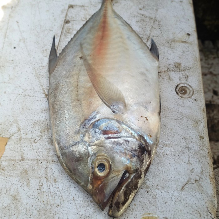

(Good) ikan mubara atau JT fresh