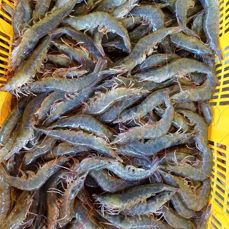 

Udang Vaname Besar 1kg 35 Ekor Segar Fresh Frozen / Udang Vaname Besar Beku