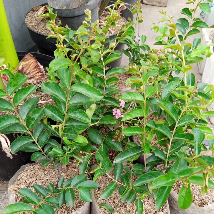 BUNGA SAKURA PINK LOKAL, TANAMAN HIDUP BUNGA SAKURA, BUNGA TAHAN CUACA