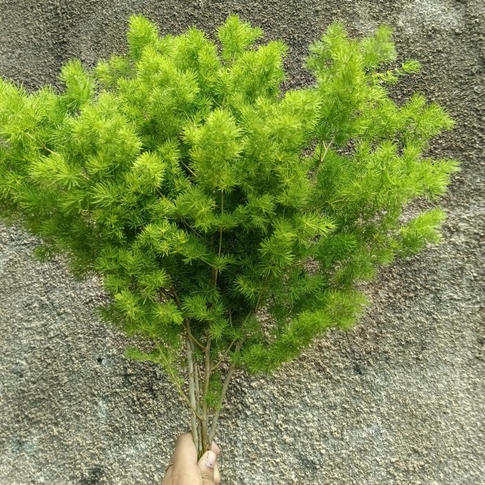 DAUN ASPARAGUS BINTANG / DAUN POTONG SEGAR