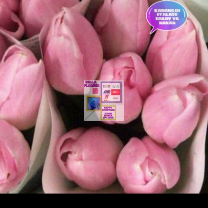 BUNGA TULIP SEGAR & ASLI