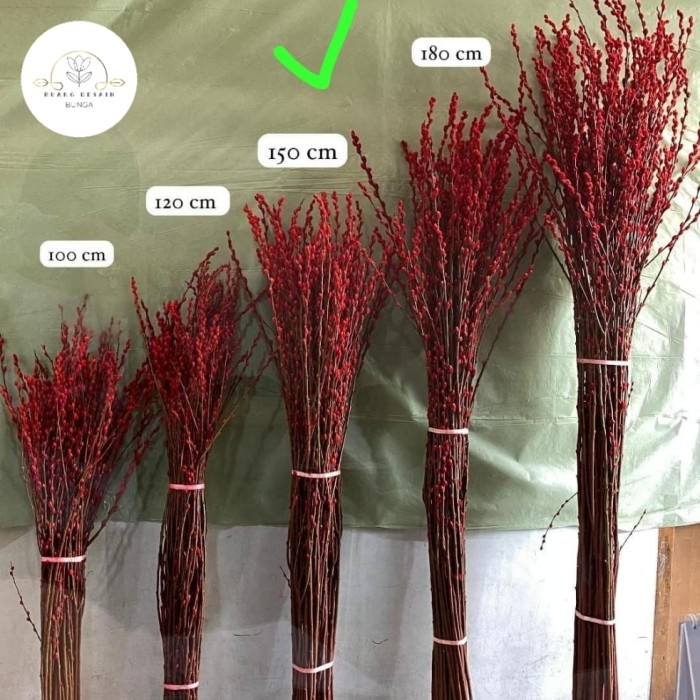 PUSSY WILLOW IMLEK 10 -12 TANGKAI
