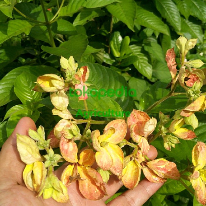 Terlaris Tanaman Hias Nusa Indah Bunga Kuning