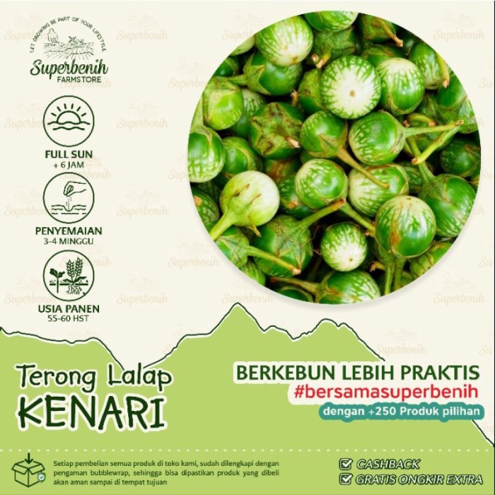 [BestSeller] Aneka Benih Sayuran TERONG, Terong Hijau, Terong Ungu, Terong Lalap, Terong Putih,