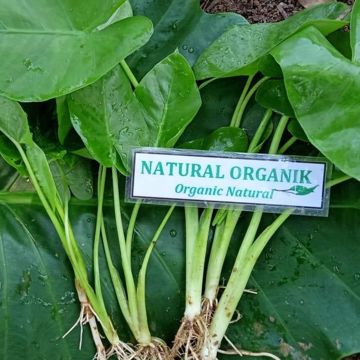 [BestSeller] BIBIT TALAS SENTE BESAR Murah