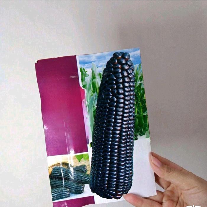 BENIH JAGUNG PULUT KETAN HITAM