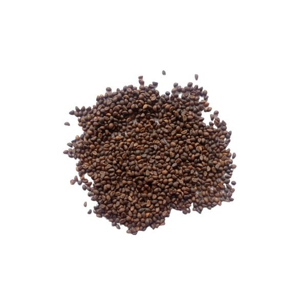 ( 1 Kg ) Benih Kangkung Darat Kangkung Cabut Curah Microgreens