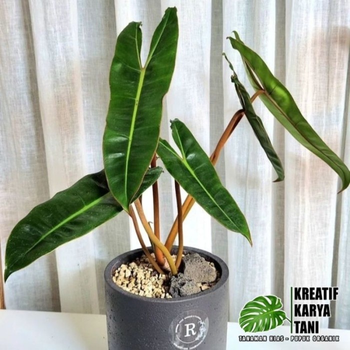 Tanaman hias philodendron bilitiae kabel busi - Kabel busi original