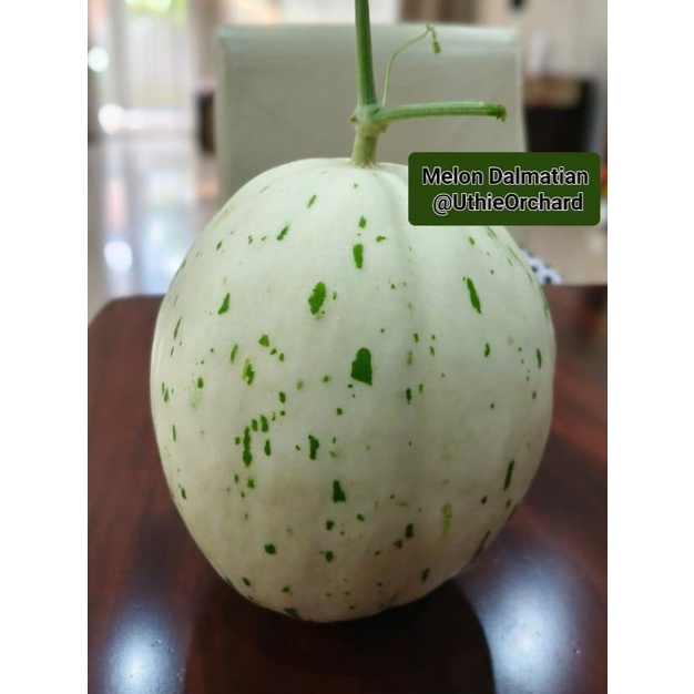 Mara Premium Selection - Benih Melon Dalmation F1
