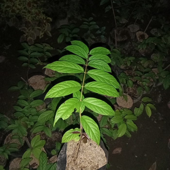 (BestSeller) tanaman merambat melati Belanda bunga tumpuk