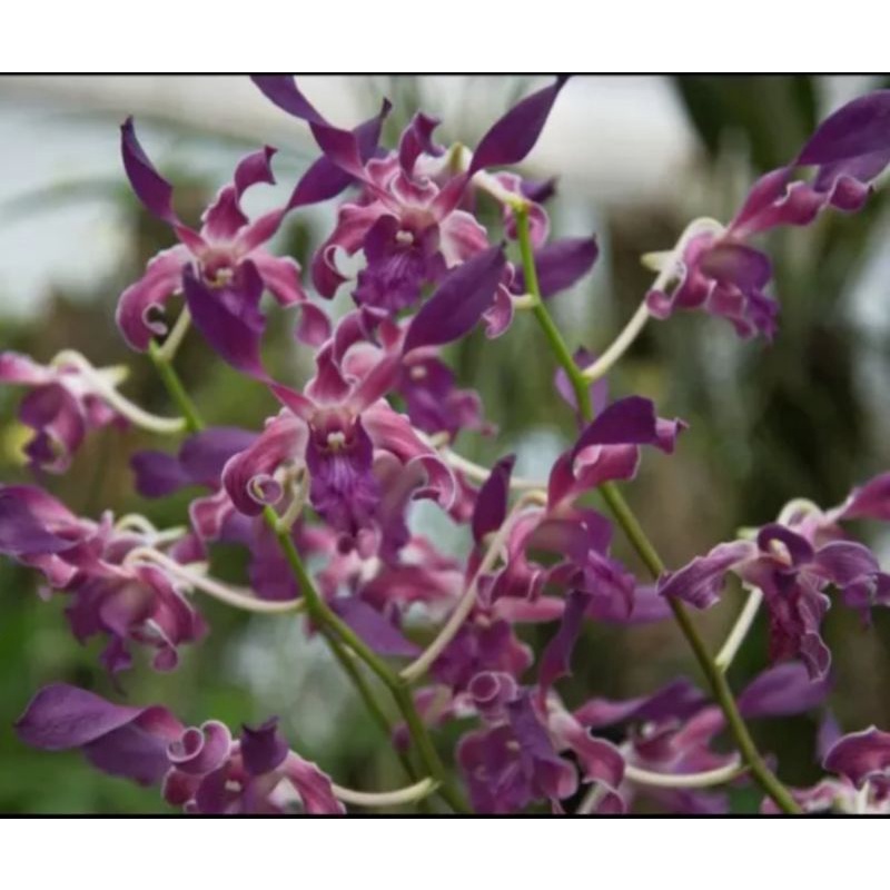 Anggrek dendrobium kriting blue spin {{ Ready Kak }}