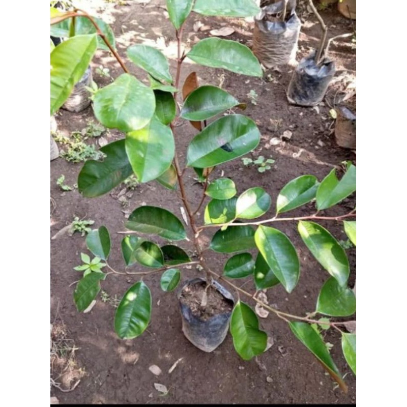 bibit kenitu ungu tinggi 1 hasil okulasi cepat berbuah {{ Ready Kak }}