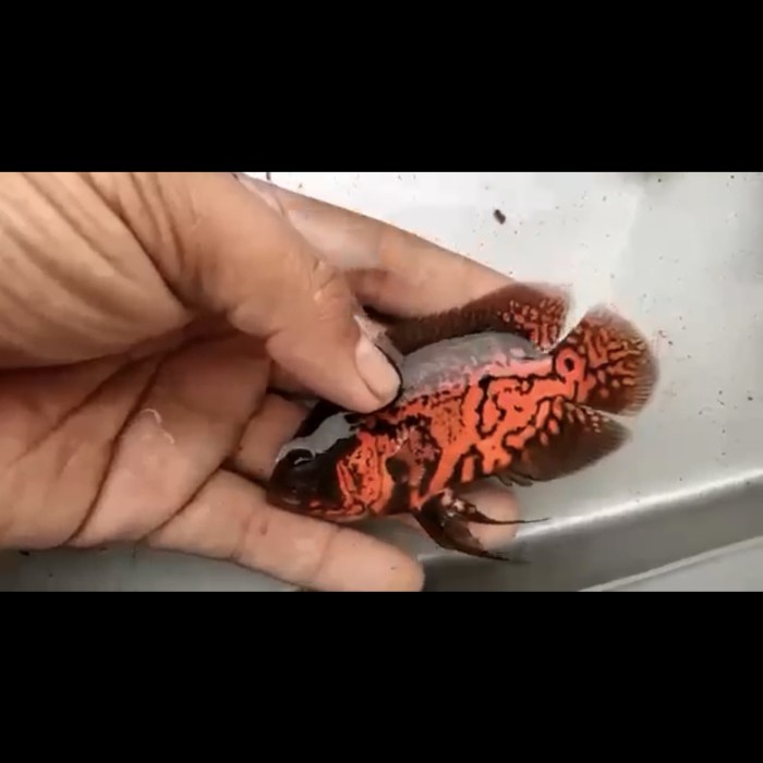 Paling Baik Oscar Black Tiger Good Marking Import Thailand 10-12Cm