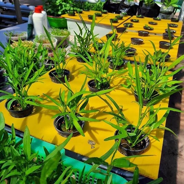 

(BestSeller) Tutup Bak Hidroponik Wick System Impraboard PG SBY