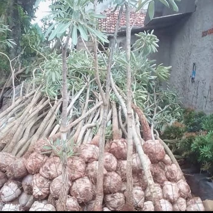 TANAMAN TABEBUYA 2 Meter Pohon Pelindung